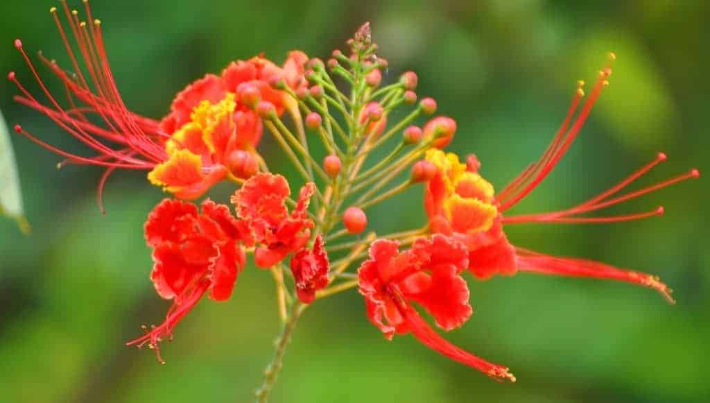 Tả cây phượng – Những bài văn tả cây hoa phượng hay nhất
